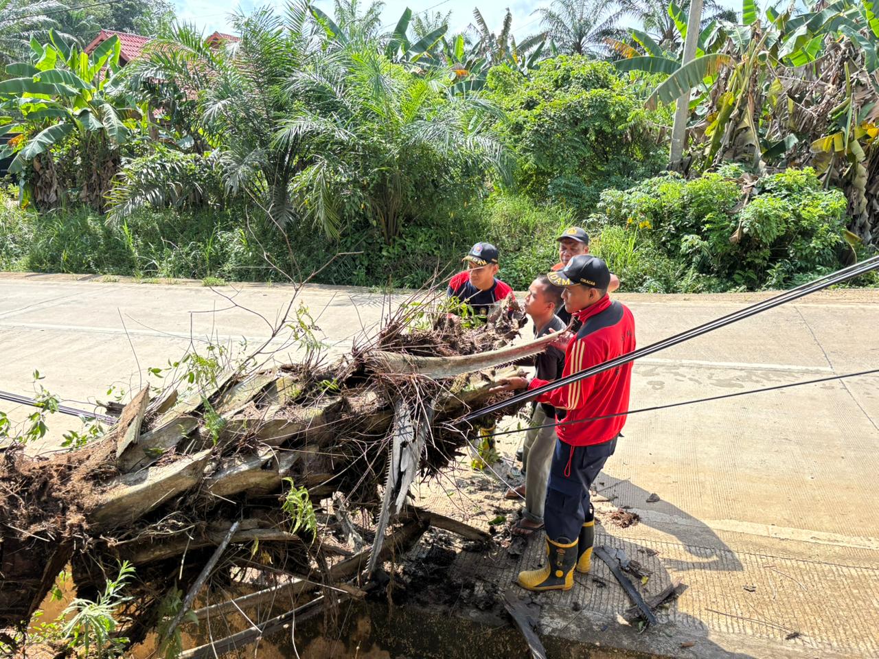 damkar-kecamatan-paser-belengkong-evakuasi-pohon-sawit-roboh-di-jalan-desa-suliliran-baru
